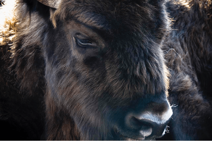 Belarusian Buffalo